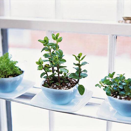 indoor herb garden idea