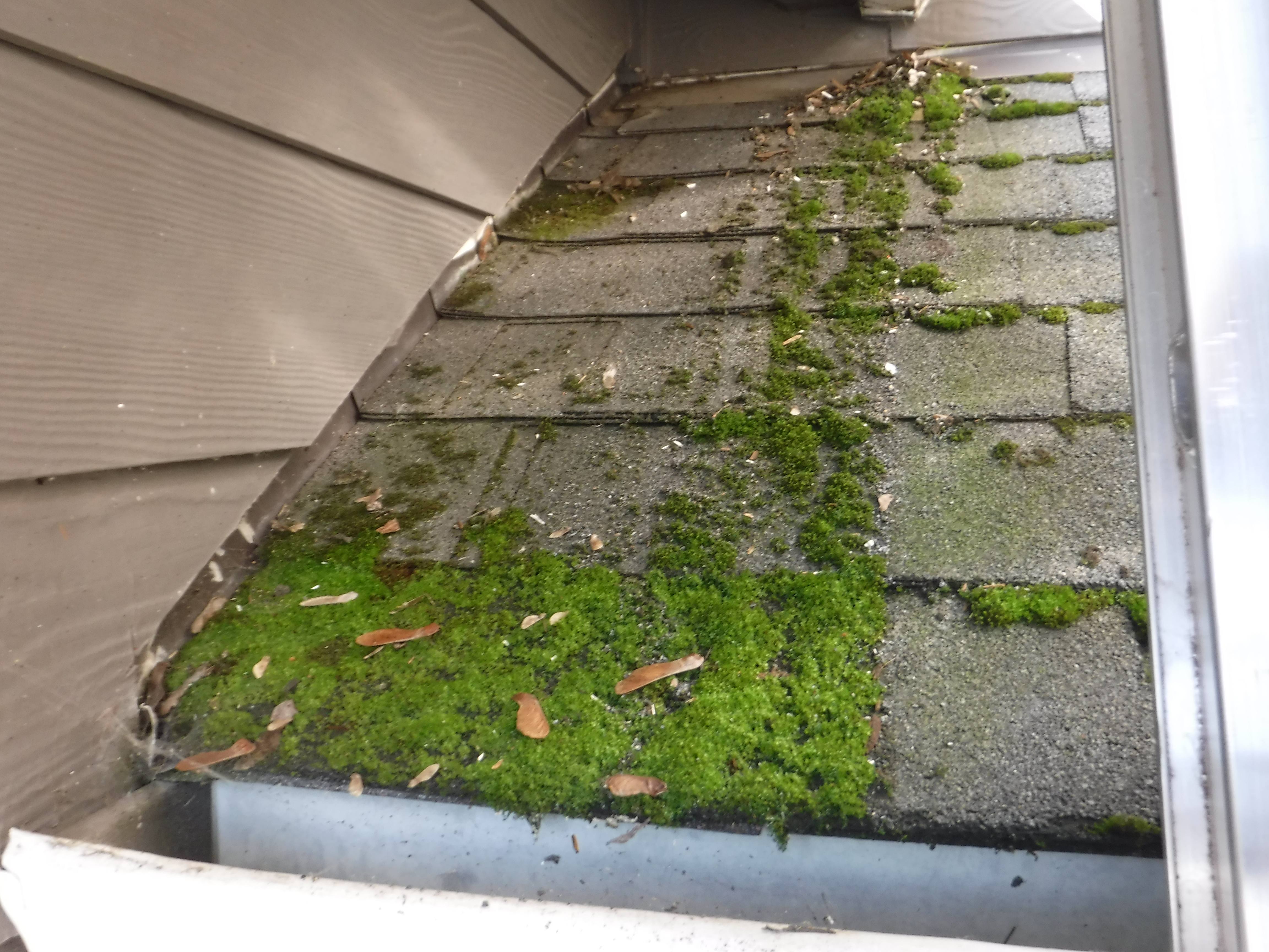 Roofing Tips Fridays